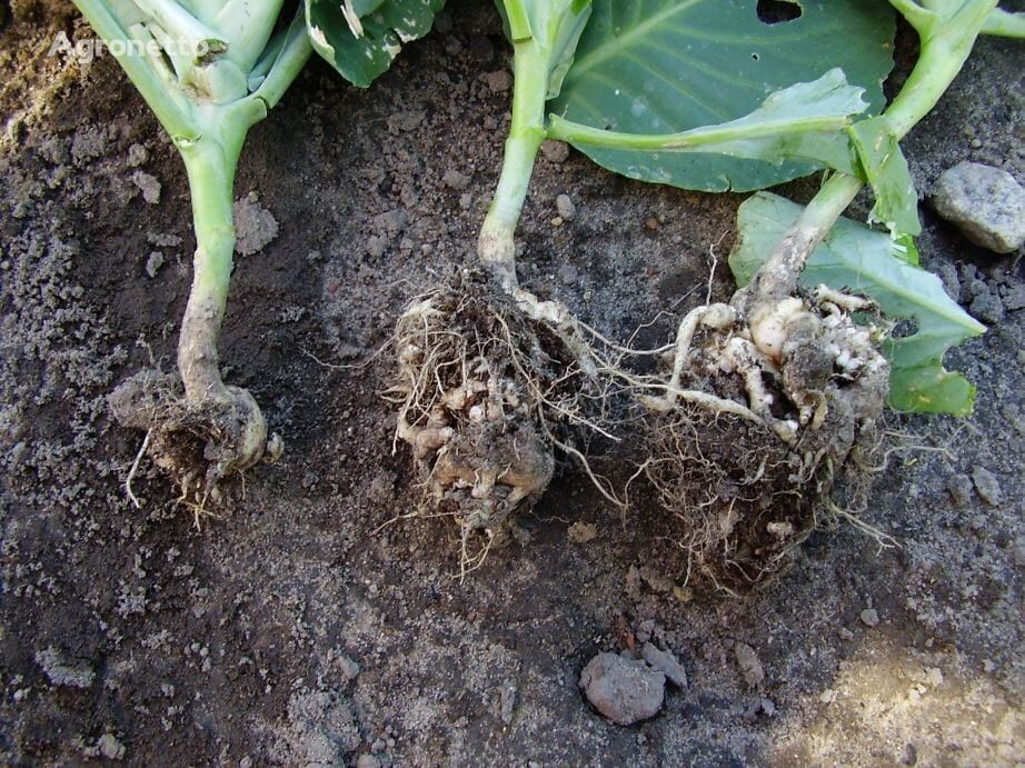 Soil testing for the presence of clubroot (Plasmodiophora brassicae